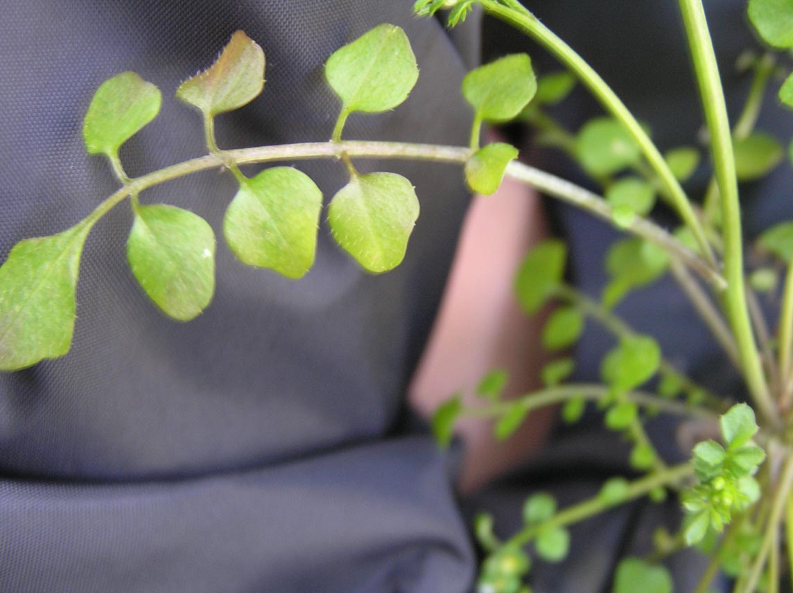 Cardamine hirsuta